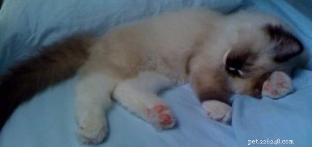 Charlie – The Seal‑Mitted Ragdoll Cat with a Stunning Hourglass Blaze
