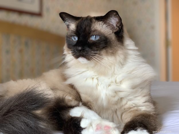 Meet Caymus & Murphy: Adopted Ragdoll Twins from Bluegrass Rags