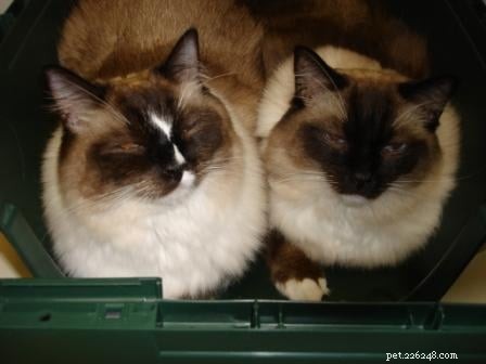 Meet Caymus & Murphy: Adopted Ragdoll Twins from Bluegrass Rags