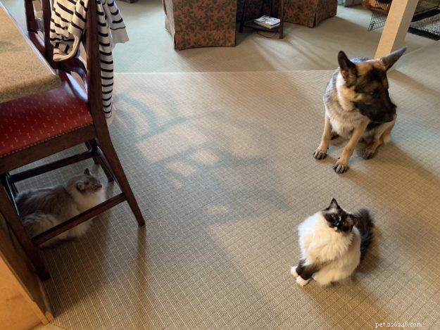 Meet Caymus & Murphy: Adopted Ragdoll Twins from Bluegrass Rags