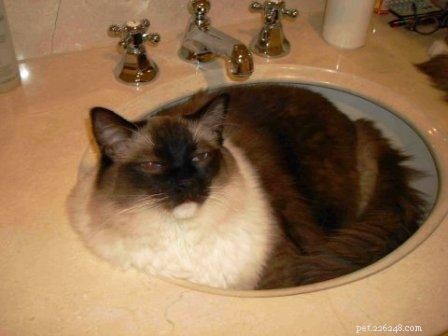 Meet Caymus & Murphy: Adopted Ragdoll Twins from Bluegrass Rags