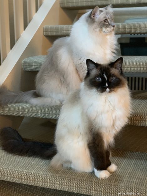 Meet Caymus & Murphy: Adopted Ragdoll Twins from Bluegrass Rags