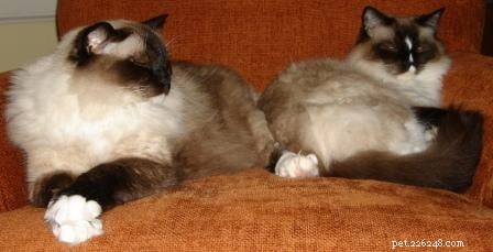 Meet Caymus & Murphy: Adopted Ragdoll Twins from Bluegrass Rags