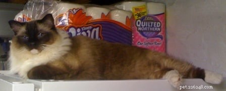 Meet Caymus & Murphy: Adopted Ragdoll Twins from Bluegrass Rags