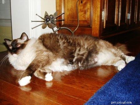 Meet Caymus & Murphy: Adopted Ragdoll Twins from Bluegrass Rags