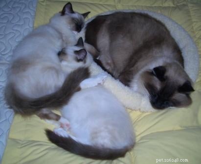 Meet Caymus & Murphy: Adopted Ragdoll Twins from Bluegrass Rags