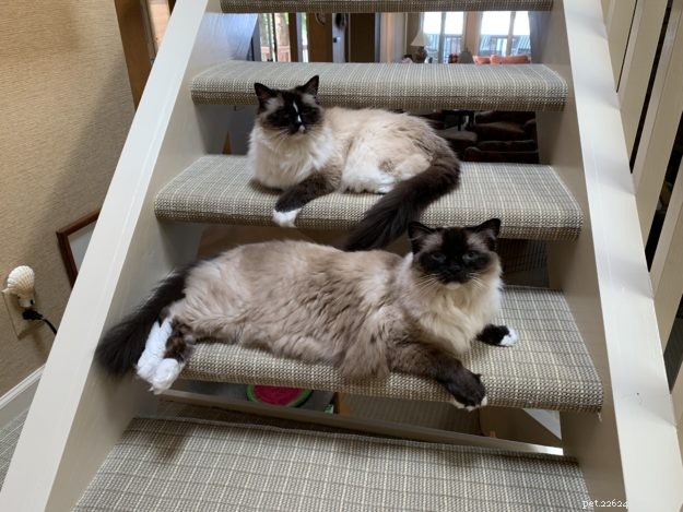 Meet Caymus & Murphy: Adopted Ragdoll Twins from Bluegrass Rags
