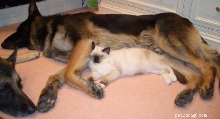Meet Caymus & Murphy: Adopted Ragdoll Twins from Bluegrass Rags