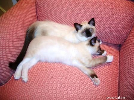 Meet Caymus & Murphy: Adopted Ragdoll Twins from Bluegrass Rags