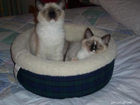 Meet Caymus & Murphy: Adopted Ragdoll Twins from Bluegrass Rags