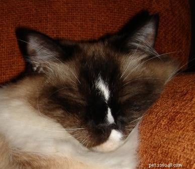 Meet Caymus & Murphy: Adopted Ragdoll Twins from Bluegrass Rags
