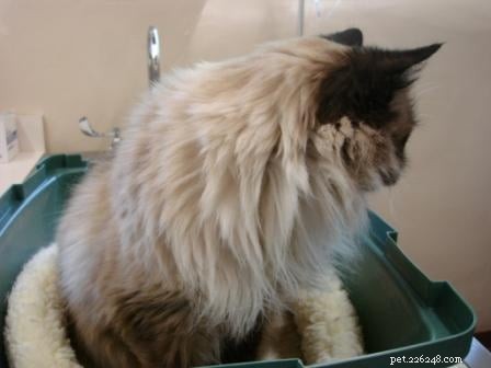 Cat Enema: When It s Needed, How to Administer, and What to Expect