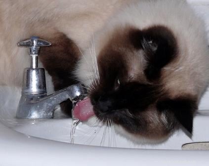 How Much Water Should Your Cat Drink? Recognizing Healthy Hydration Habits
