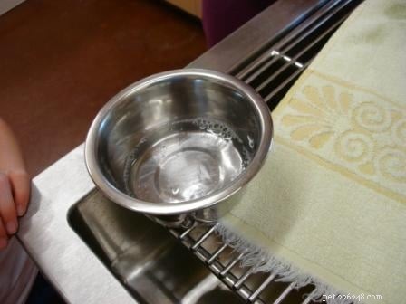Cat Enema: When It s Needed, How to Administer, and What to Expect