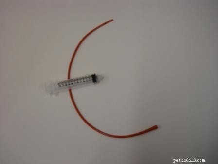 Cat Enema: When It s Needed, How to Administer, and What to Expect