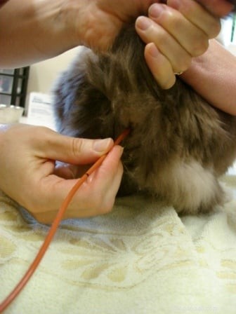 Cat Enema: When It s Needed, How to Administer, and What to Expect