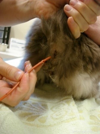 Cat Enema: When It s Needed, How to Administer, and What to Expect