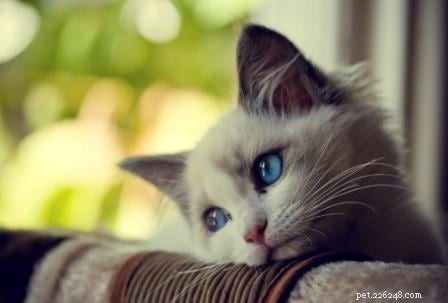 Essential Questions to Ask When Choosing a Cat Breeder