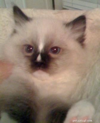 New Ragdoll Kittens Arrive from Soulmate Ragdolls