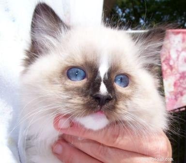 New Ragdoll Kittens Arrive from Soulmate Ragdolls
