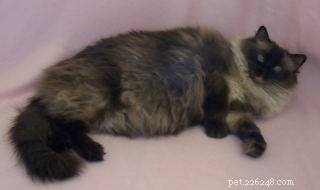 New Ragdoll Kittens Arrive from Soulmate Ragdolls