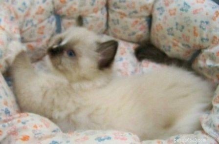 New Ragdoll Kittens Arrive from Soulmate Ragdolls