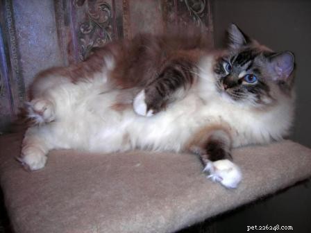 New Ragdoll Kittens Arrive from Soulmate Ragdolls