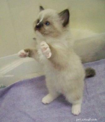 New Ragdoll Kittens Arrive from Soulmate Ragdolls