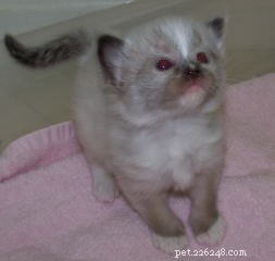 New Ragdoll Kittens Arrive from Soulmate Ragdolls