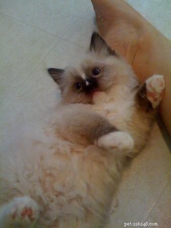 New Ragdoll Kittens Arrive from Soulmate Ragdolls