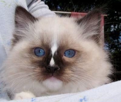 New Ragdoll Kittens Arrive from Soulmate Ragdolls