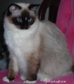New Ragdoll Kittens Arrive from Soulmate Ragdolls
