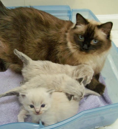 New Ragdoll Kittens Arrive from Soulmate Ragdolls