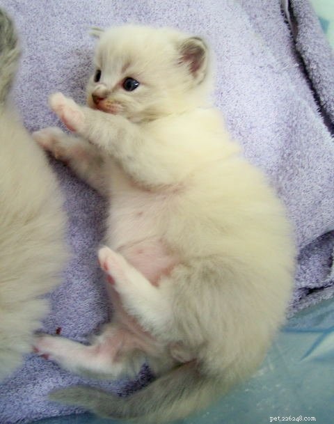 New Ragdoll Kittens Arrive from Soulmate Ragdolls