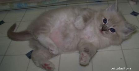 New Ragdoll Kittens Arrive from Soulmate Ragdolls