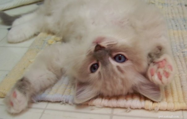 New Ragdoll Kittens Arrive from Soulmate Ragdolls