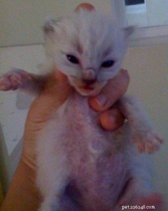 New Ragdoll Kittens Arrive from Soulmate Ragdolls