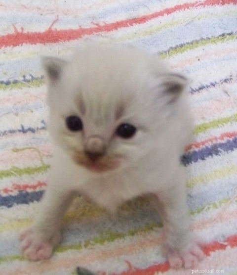 New Ragdoll Kittens Arrive from Soulmate Ragdolls