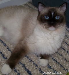 New Ragdoll Kittens Arrive from Soulmate Ragdolls