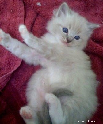 New Ragdoll Kittens Arrive from Soulmate Ragdolls