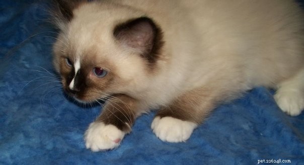 New Ragdoll Kittens Arrive from Soulmate Ragdolls