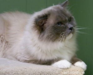 New Ragdoll Kittens Arrive from Soulmate Ragdolls