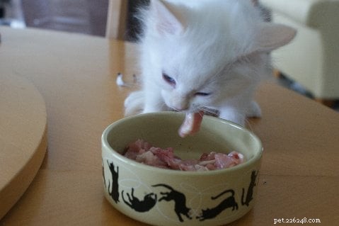Authentic Homemade Cat Food Recipes for Healthy, Natural Nutrition