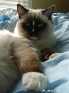 Life with My Beloved Ragdoll Cats: A Heartwarming Journey