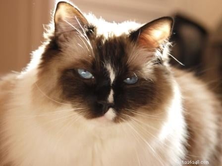Life with My Beloved Ragdoll Cats: A Heartwarming Journey