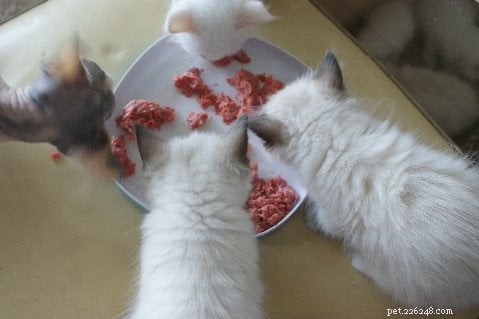 Authentic Homemade Cat Food Recipes for Healthy, Natural Nutrition