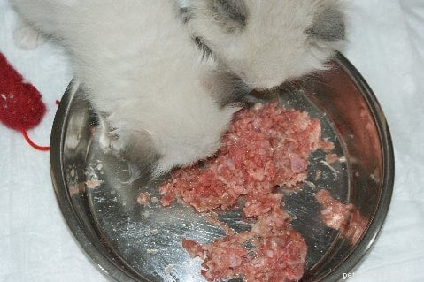 Authentic Homemade Cat Food Recipes for Healthy, Natural Nutrition