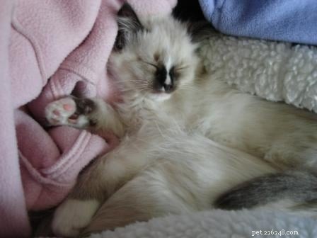 Maddie & Hobbs: Stunning Ragdoll Kittens with Signature Blaze Patterns