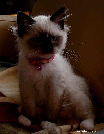 Maddie & Hobbs: Stunning Ragdoll Kittens with Signature Blaze Patterns