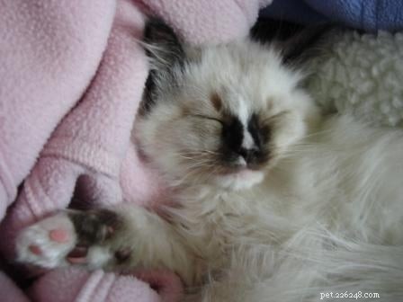 Maddie & Hobbs: Stunning Ragdoll Kittens with Signature Blaze Patterns